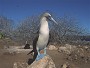 Bluefooted Booby, Sula nebouxii