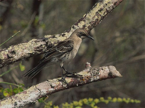 Chatham Mockingbird