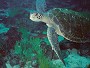 Black Seaturtle, Chelonia agassizi