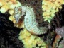 Sea Horse