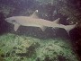 Whitetipped Reefshark
