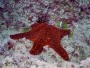 Panamic Cushion Star
