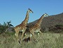 Masai Giraffe