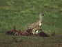 Whitebacked Vulture, Gyps africanus