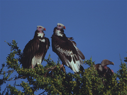 White Headed Vulture,  Trigonoceps occipitalis
