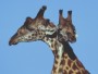 Masai Giraffe