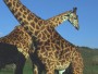 Masai Giraffe