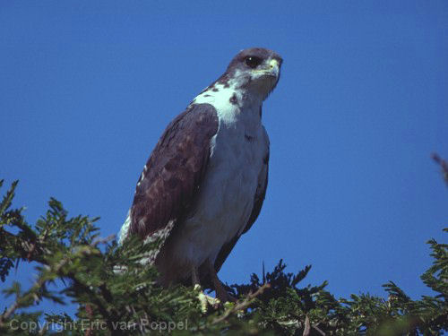 Augur Buzzard, Buteo augur