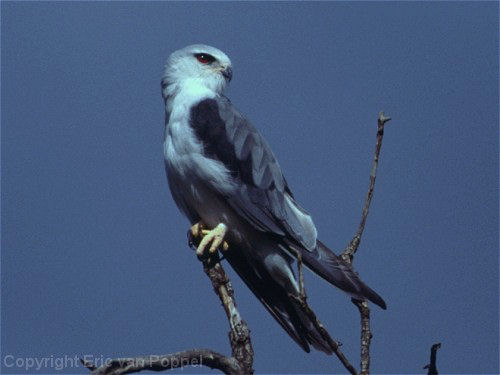Blackshouldered Kite, Elanus caeruleus