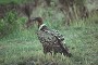 Rupells Vulture, Gyps ruppellii