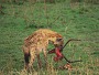 Spotted Hyena, Crocuta crocuta