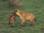 Spotted Hyena, Crocuta crocuta