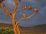 Whitebacked Vulture, Gyps africanus