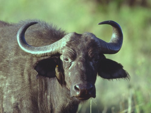 African Buffalo, Syncerus caffer