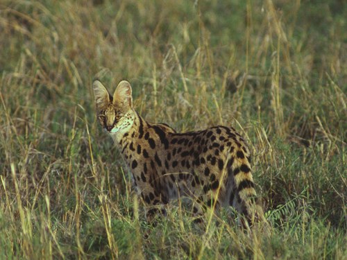 Serval, Felis Serval