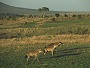 Spotted Hyena, Crocuta crocuta