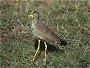African Wattled Lapwing