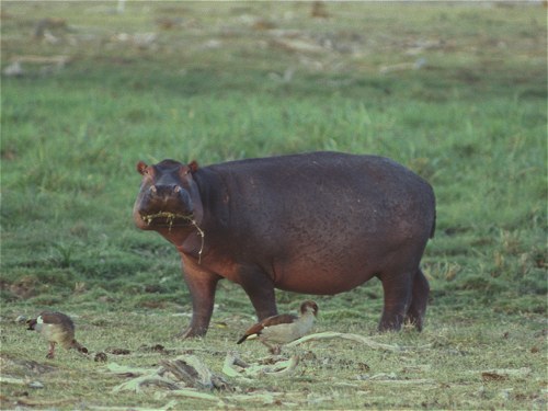 Hippopotamus, Hippopotamus amphibius