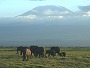 Elephants with Kilimanjaro