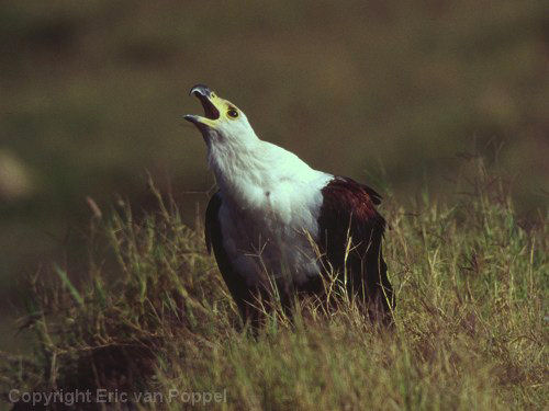 African Fish Eagle, Haliaeetus vocifer
