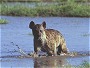 Spotted Hyena, Crocuta crocuta