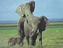 Mating Elephants