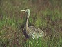 Black Bellied Bustard, Eupodotis melanogaster