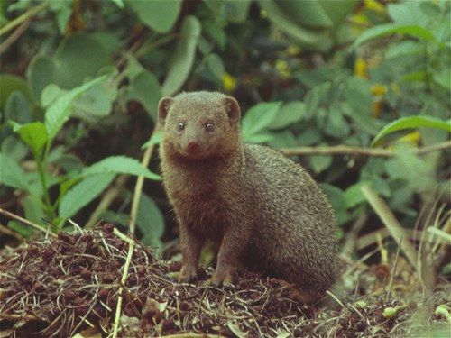 Dwarf Mongoose, Helogale parvula