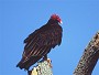 Turkey Vulture, Cathartes aura