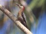 Cuban Woodpecker