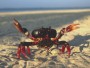 Red Land Crab