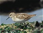 Least Sandpiper