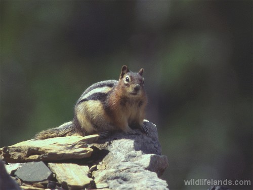 Golden Ground Squirrel