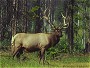 Elk