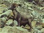 Bighorn Sheep