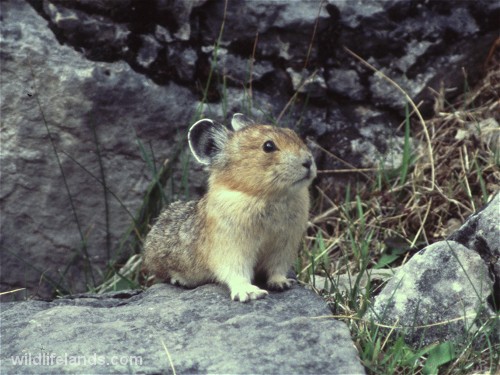 Pica, Ochotona princeps