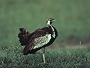 Blackbellied Bustard, Eupodotis melanogaster