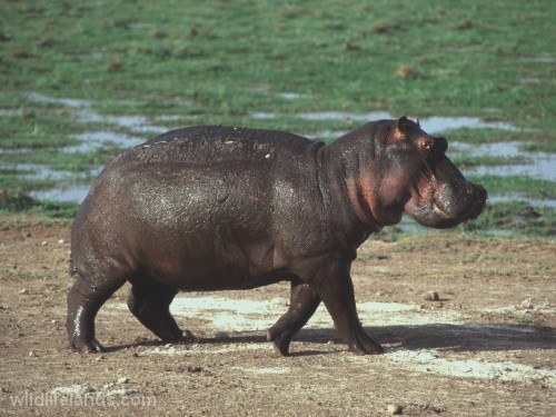 Hippopotamus, Hippopotamus amphibius