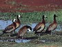 Whitefaced Whisling Duck, Dendrocygna viduata