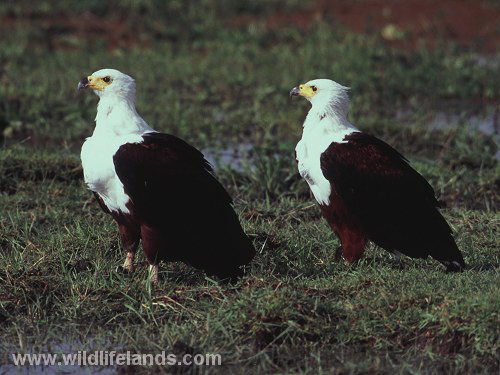African Fish Eagle, Haliaeetus vocifer