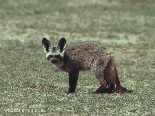 Bat-eared Fox, Otocyon megalotis