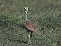 White Bellied Bustard, Eupodotis senegalensis