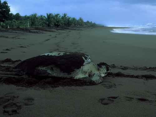 Green Sea Turtle, Chelonia mydas