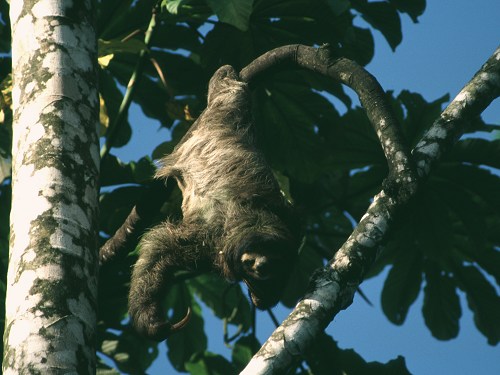 Brown-throated Three-Toed Sloth