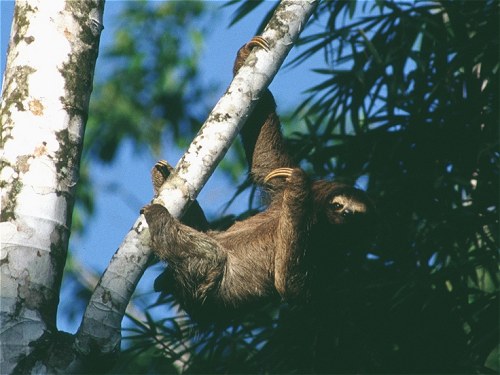 Brown-throated Three-Toed Sloth