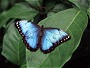 Morpho