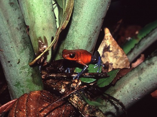 Strawberry Poison Dart Frog, Dendrobates pumilio