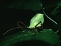 Leaf Cricket