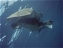 Mating Green Sea Turtles, Chelonia mydas