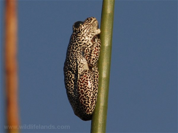 Painted Frog, Hyperolius marmoratus